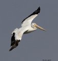 _8SB9701 american white pelican